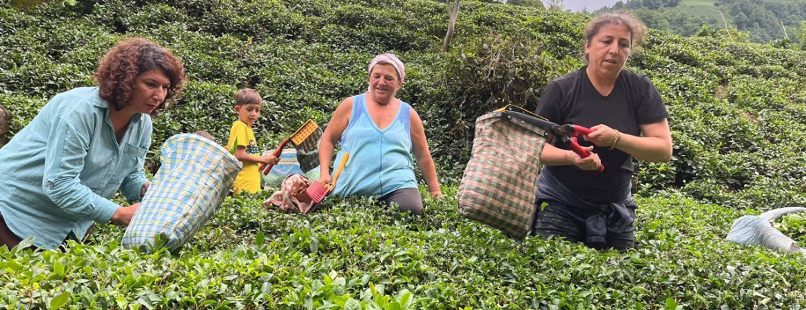 Türkoğlu Artvin’de çay toplayan kadınlarla buluştu: Kadınların çalışma yaşamında yaşadığı sıkıntıları görünür kılmaya çalışıyoruz