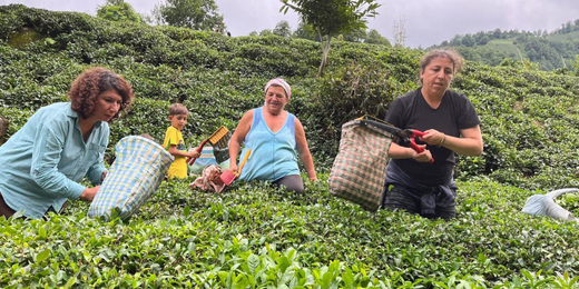 Türkoğlu Artvin’de çay toplayan kadınlarla buluştu: Kadınların çalışma yaşamında yaşadığı sıkıntıları görünür kılmaya çalışıyoruz
